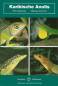 Preview: Karibische Anolis
